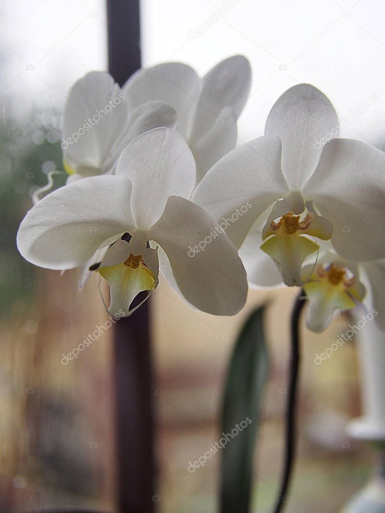 White orchid, beautiful decoration on a home window.