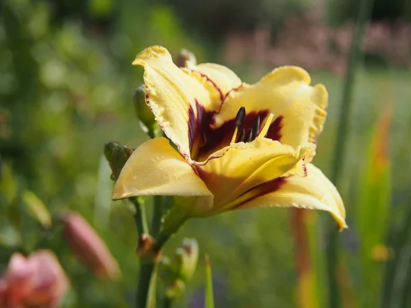 美しいフェミニンな花を庭に咲く黄色のウミユリ — ストック写真