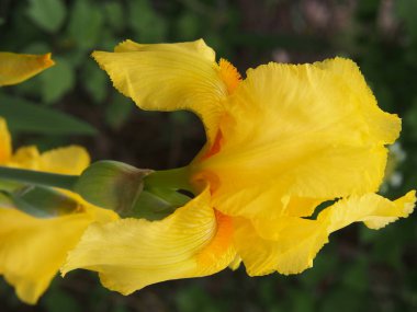 Sarı yoğun renk ile Iris çiçek, ev bahçesinde baharda çiçeklenme.