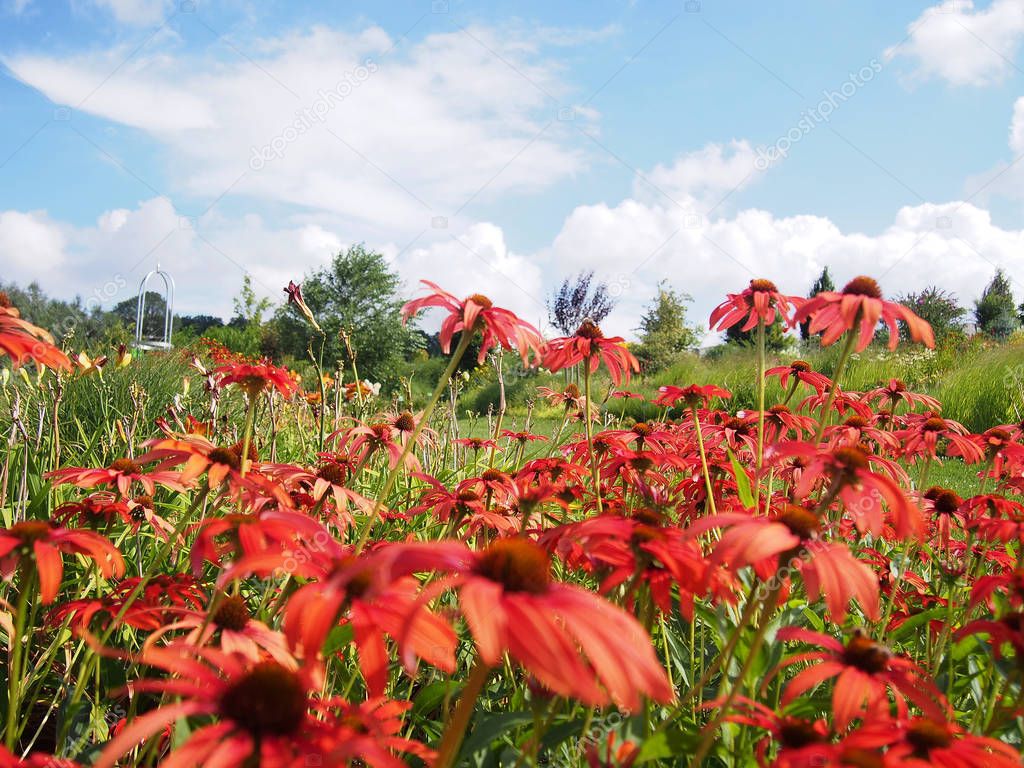 A field of red blossoming coneflowers in a beautiful summer afternoon.