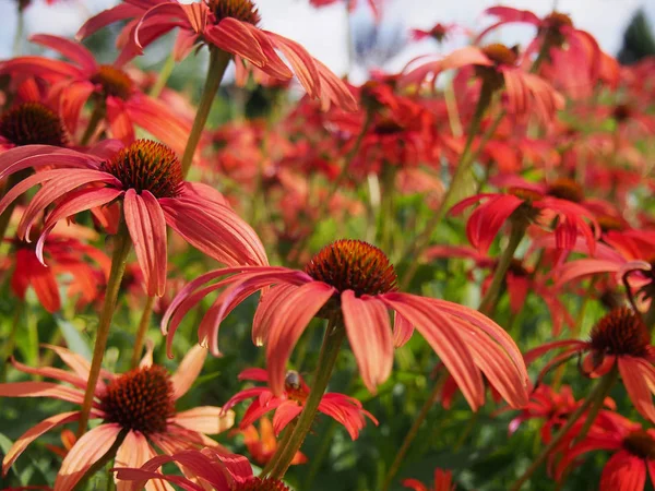 Field Red Coneflower Flowers Afternoon Sun — Stock Photo, Image