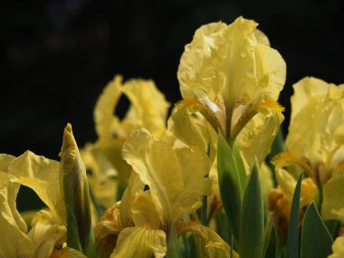 Siyah bir zemin üzerine sarı süsen.