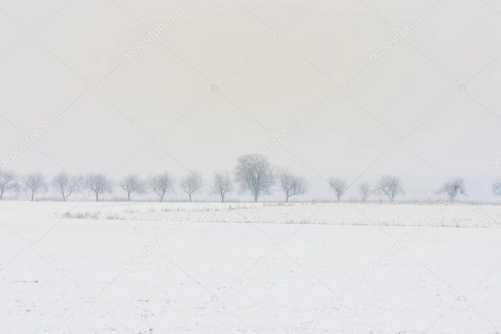 Winter landscape, cultivated fields covered with snow.