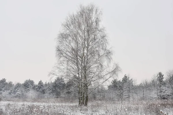 Zimní Krajina Louky Plné Sněhu Chladné Zimě Jednoho Únorového Rána — Stock fotografie