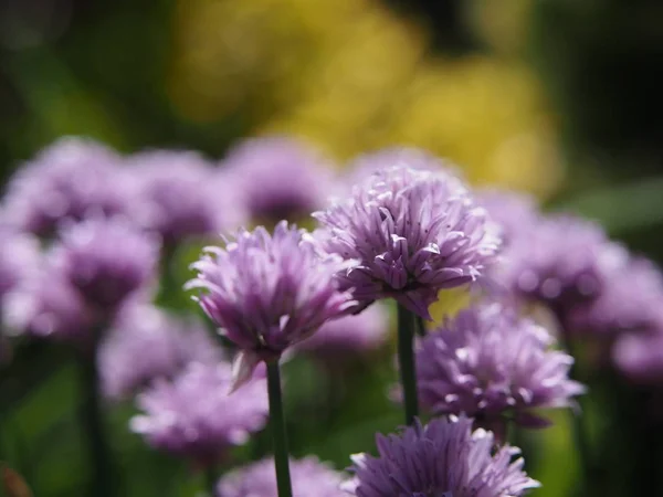 早晨阳光下的大蒜装饰紫罗兰花 — 图库照片