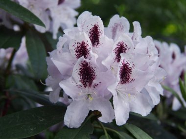 Ormangülü beyaz-pembe pastel güzel kokulu çiçekler ev bahçesinde ile.