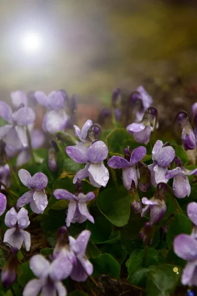 Die Schönheit Der Natur Frühling Gärten Und Wiesen Blühende Blumen — Stockfoto