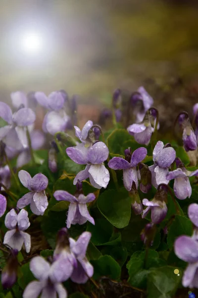 Naturens Skönhet Våren Trädgårdar Och Ängar Blommande Blommor Och Träd — Stockfoto