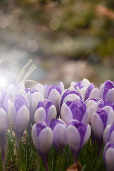 The beauty of nature in spring in gardens and meadows. Blooming flowers and trees, plants coming to life.