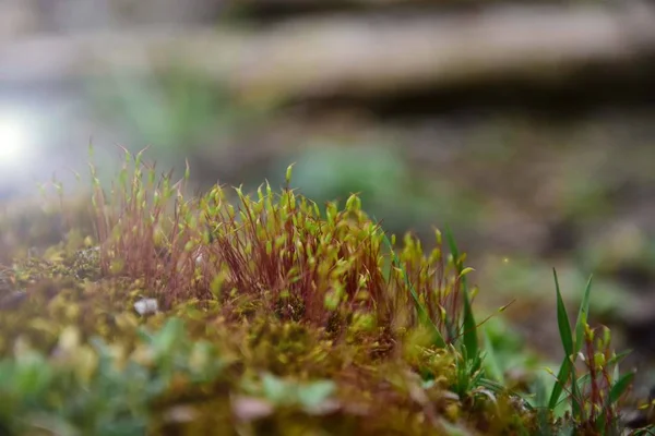 Belleza Naturaleza Primavera Jardines Prados Flores Árboles Florecientes Plantas Que — Foto de Stock