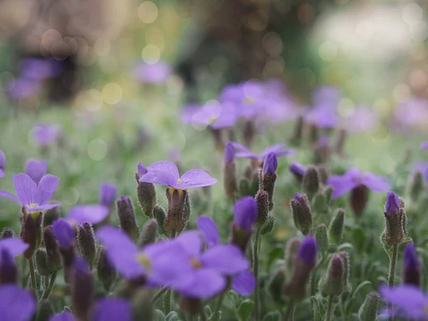 Keindahan Alam Musim Semi Kebun Dan Padang Rumput Bunga Mekar — Stok Foto