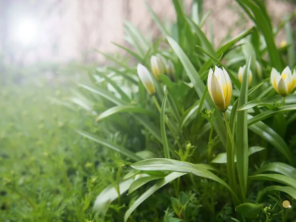 Naturens Skönhet Våren Trädgårdar Och Ängar Blommande Blommor Och Träd — Stockfoto