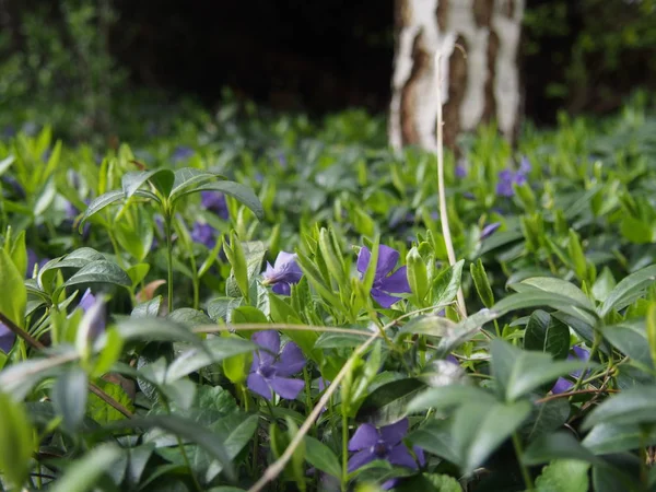 Keindahan Alam Musim Semi Kebun Dan Padang Rumput Bunga Mekar — Stok Foto