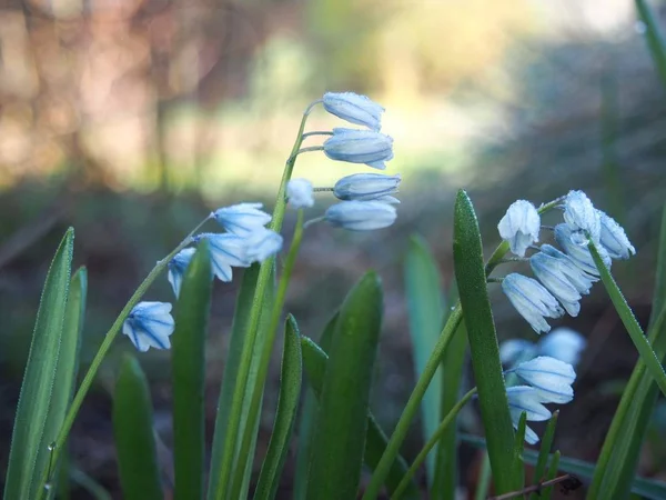 The beauty of nature in spring in gardens and meadows. Blooming flowers and trees, plants coming to life.