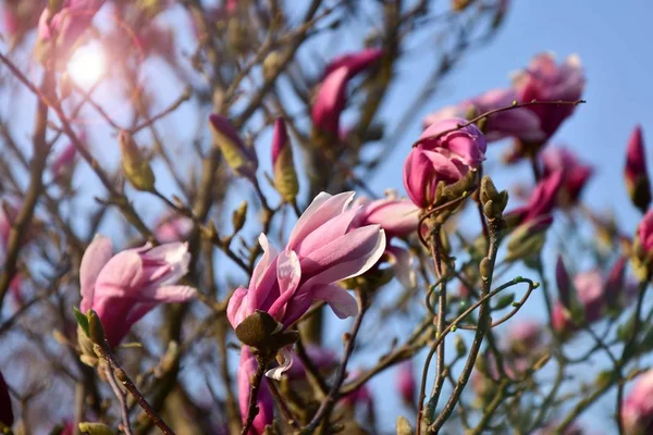 Belleza Naturaleza Primavera Jardines Prados Flores Árboles Florecientes Plantas Que —  Fotos de Stock