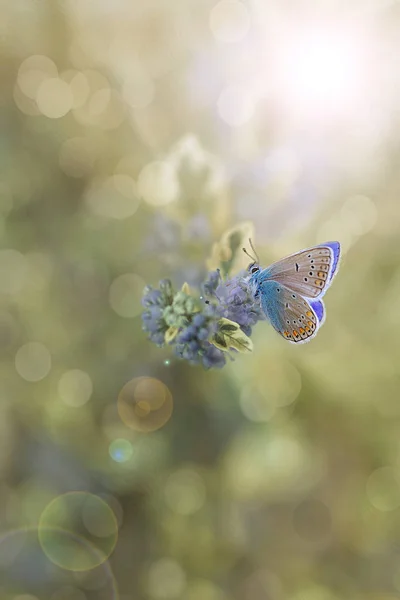 Papillon Jour Été Sur Une Plante Dans Jardin Sous Une — Photo