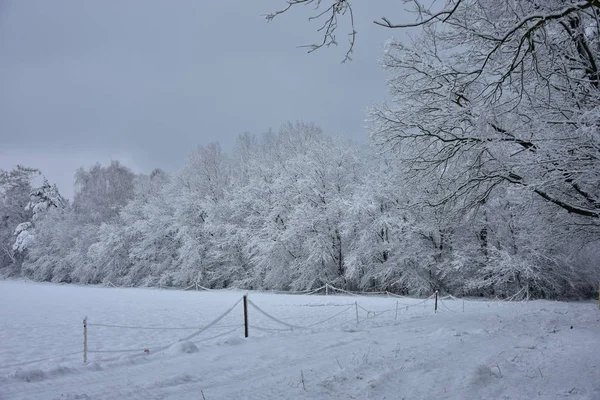 Paisaje Invernal Bosque Con Abrigo Blanco Invierno Por Mañana — Foto de Stock