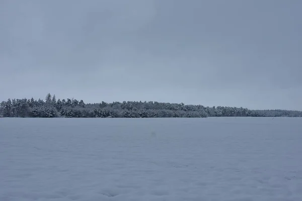 Зимовий Пейзаж Ліс Білому Зимовому Пальто Вранці — стокове фото