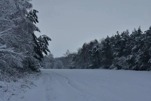Zimowy Krajobraz Las Białym Płaszczu Zimowym Rano — Zdjęcie stockowe