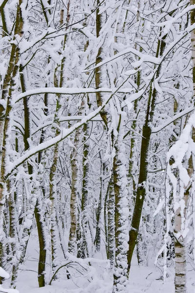 Зимовий Пейзаж Ліс Білому Зимовому Пальто Вранці — стокове фото