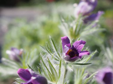 İlkbahar, doğa ışığın parıltısıyla uyanır..