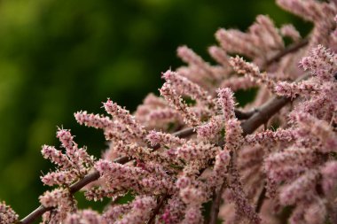 İlkbahar, doğa ışığın parıltısıyla uyanır..