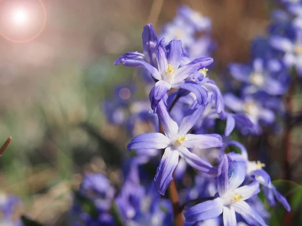 Tavasz Természet Felébred Fényben — Stock Fotó