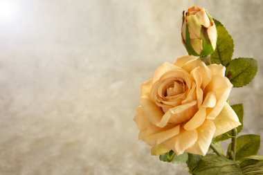 Kadınlar günü ve anneler günü için romantik bir gül, tebrik kartı..