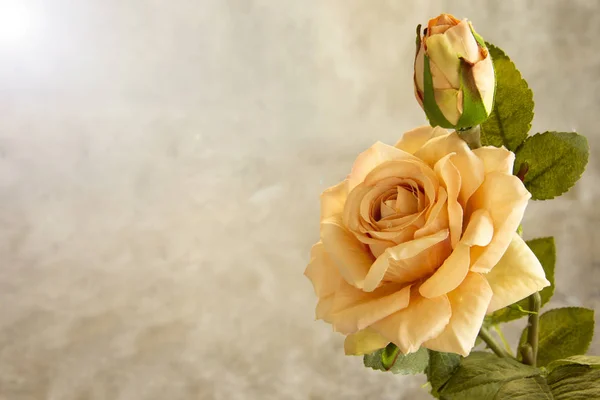 Kadınlar günü ve anneler günü için romantik bir gül, tebrik kartı..