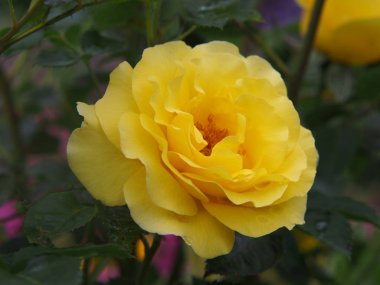 Kadınlar Günü ve Anneler Günü vesilesiyle güzel romantik doğal güller..