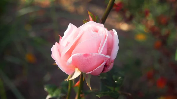 Hermosas Rosas Naturales Románticas Con Motivo Del Día Mujer Día — Foto de Stock