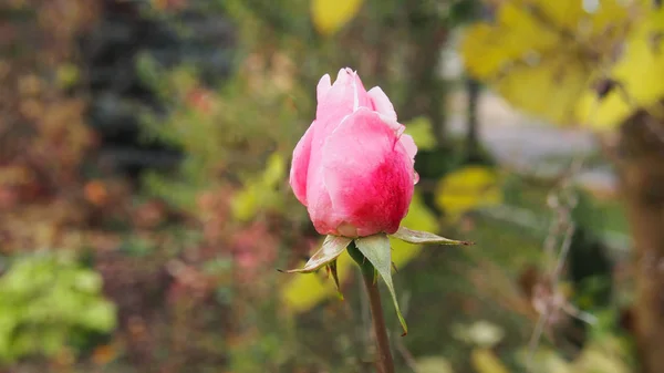 Hermosas Rosas Naturales Románticas Con Motivo Del Día Mujer Día — Foto de Stock