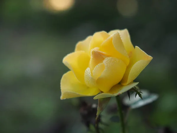 Hermosas Rosas Naturales Románticas Con Motivo Del Día Mujer Día — Foto de Stock