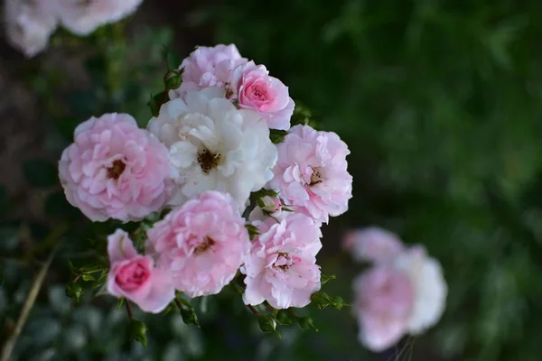 Hermosas Rosas Naturales Románticas Con Motivo Del Día Mujer Día —  Fotos de Stock