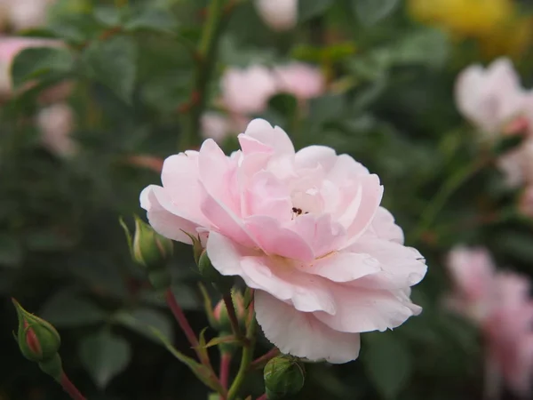 Belle Rose Naturali Romantiche Occasione Della Festa Della Donna Della — Foto Stock