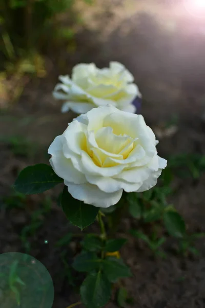 Hermosas Rosas Naturales Románticas Con Motivo Del Día Mujer Día — Foto de Stock