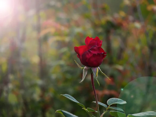 女性の日と母の日の機会に美しいロマンチックな自然のバラ — ストック写真
