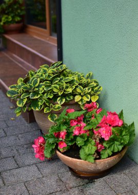 Bahçe süslemeleri saksılarda ve çiçek yataklarında, teraslarda, balkonlarda, papatyalarda ve merdivenlerde.