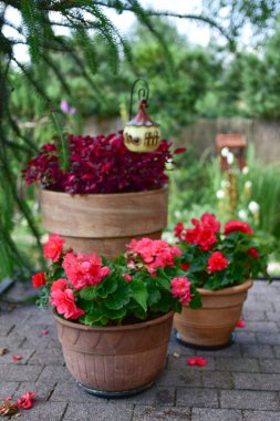 Bahçe süslemeleri saksılarda ve çiçek yataklarında, teraslarda, balkonlarda, papatyalarda ve merdivenlerde.