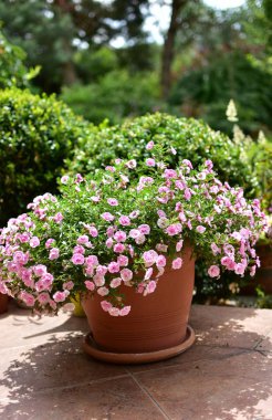 Bahçe süslemeleri saksılarda ve çiçek yataklarında, teraslarda, balkonlarda, papatyalarda ve merdivenlerde.