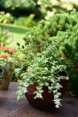 Bahçe süslemeleri saksılarda ve çiçek yataklarında, teraslarda, balkonlarda, papatyalarda ve merdivenlerde.