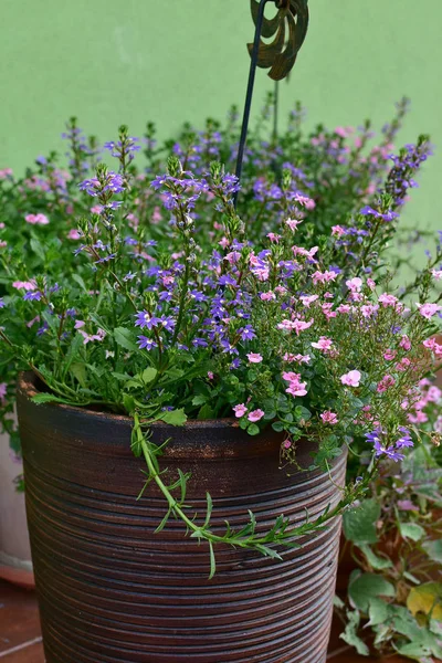 鉢や花壇 テラス バルコニー 紙や階段で花の庭の装飾 — ストック写真