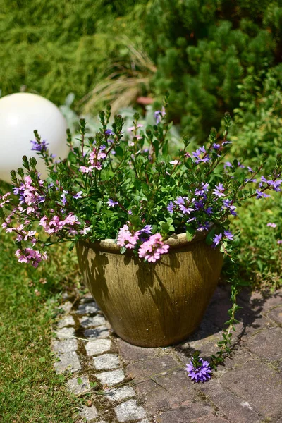 鉢や花壇 テラス バルコニー 紙や階段で花の庭の装飾 — ストック写真