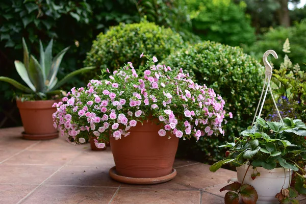鉢や花壇 テラス バルコニー 紙や階段で花の庭の装飾 — ストック写真