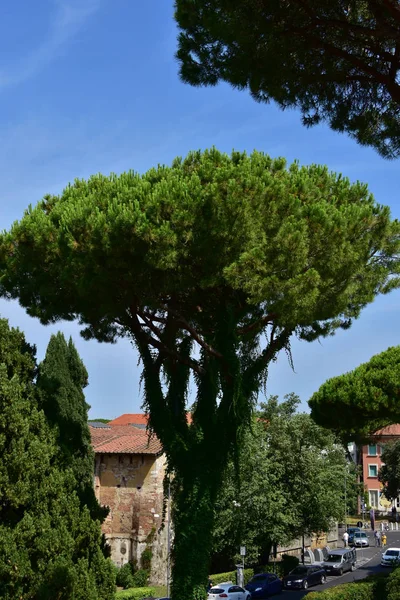 Pisa Italy View City Architecture Tenement Houses Roofs Walls — 스톡 사진