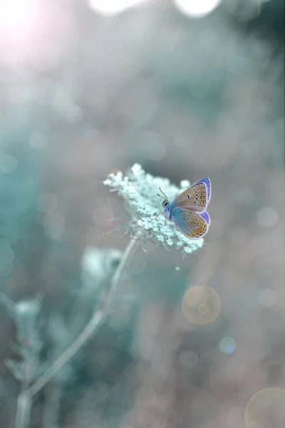 Uma Bela Borboleta Delicada Brilho Luz Sobre Fundo Pastel — Fotografia de Stock