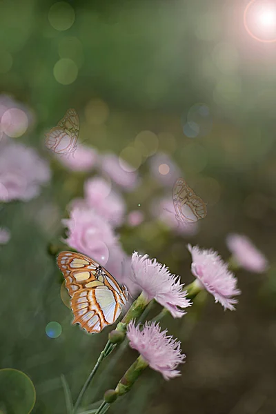 Uma Bela Borboleta Delicada Brilho Luz Sobre Fundo Pastel — Fotografia de Stock