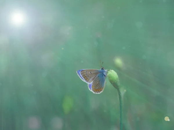 Uma Bela Borboleta Delicada Brilho Luz Sobre Fundo Pastel — Fotografia de Stock