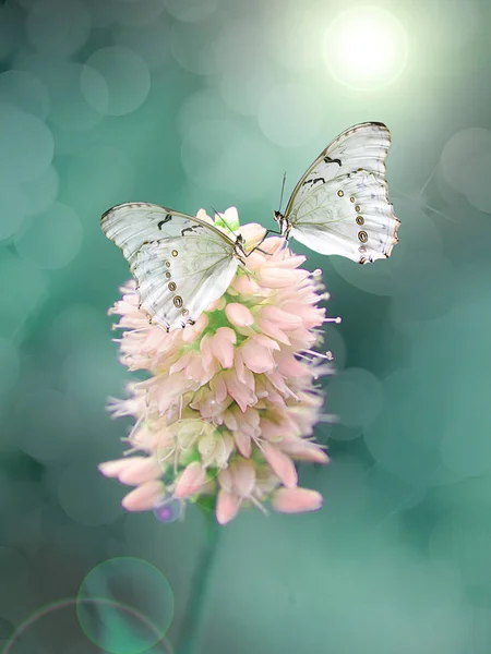 Uma Bela Borboleta Delicada Brilho Luz Sobre Fundo Pastel — Fotografia de Stock