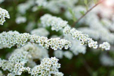 Spring full of fresh fragrant plants and flowers in the garden.